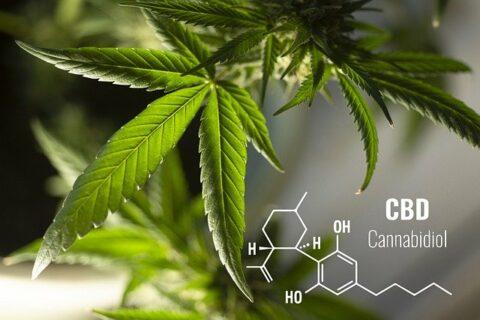 CBD Wiki - Alles was du über CBD wissen solltest