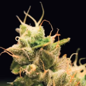 Cannabis-Samen günstig online kaufen
