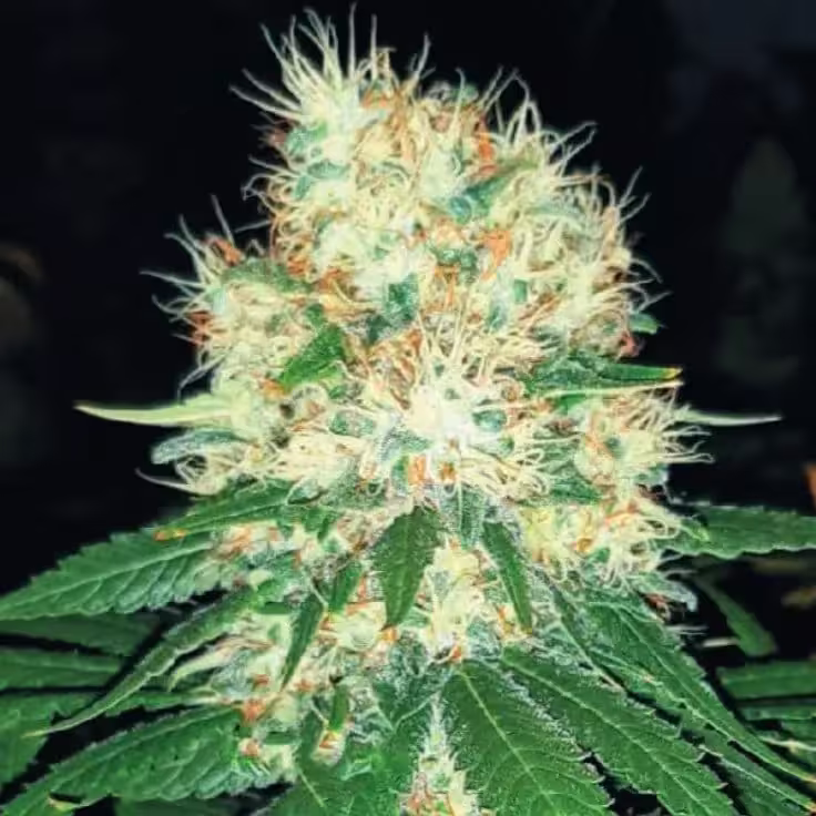 Hanf Samen Shop Growshop Cannabis Onlineshop