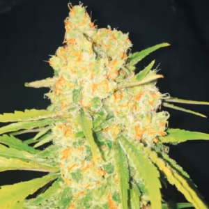 Hanf Samen Cannabis Shop
