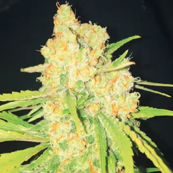 Hanf Samen Cannabis Shop