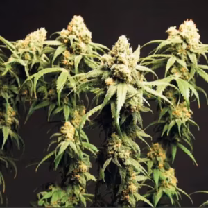 Cannabis Seeds kaufen