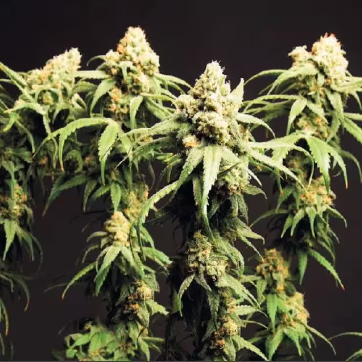 Cannabis Seeds kaufen