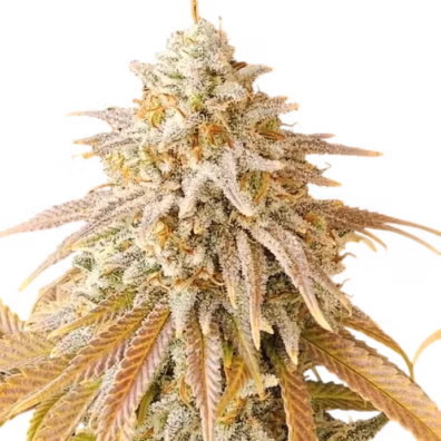 3 Chems Cannabis Steckling