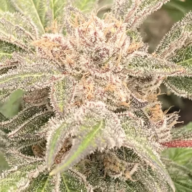 MAC1 Cannabis Steckling kaufen