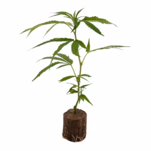 Amnesia Core Cut Steckling kaufen