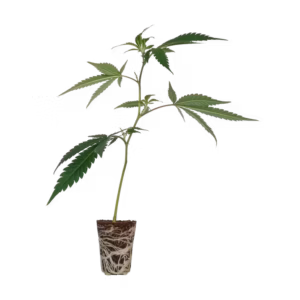 Hanf Stecklinge kaufen