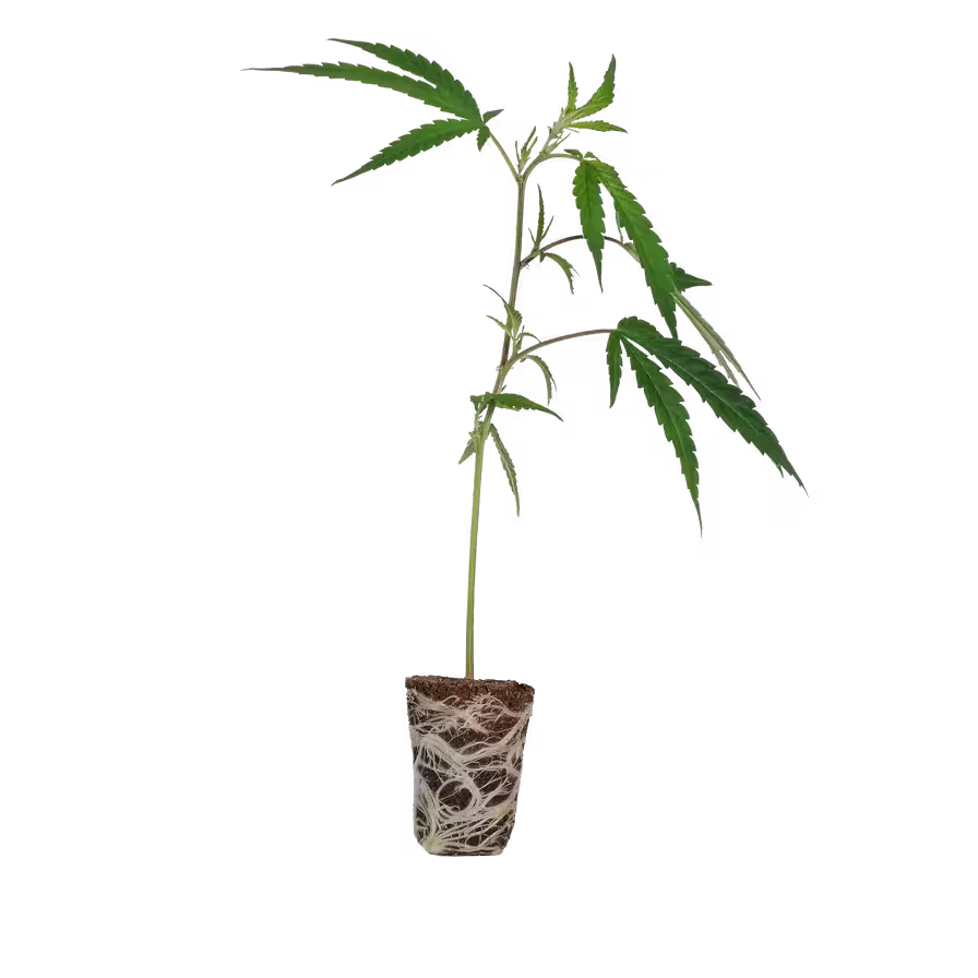 Marihuana Pflanzen kaufen