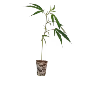 MAC1 Cannabis Steckling kaufen