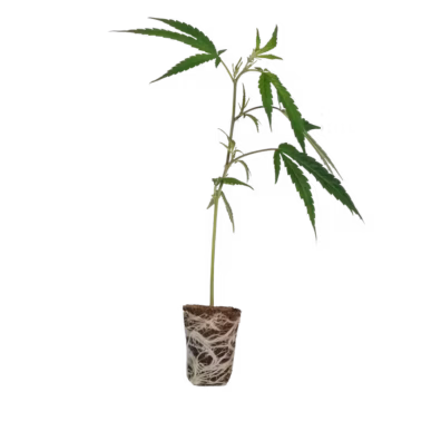 MAC1 Cannabis Steckling kaufen