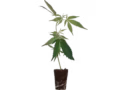 Mango Kush Cannabis THC Stecklinge kaufen