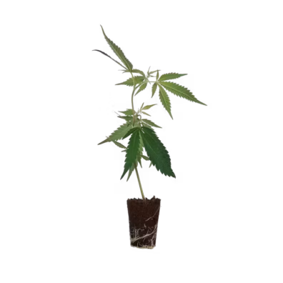 Mango Kush Cannabis THC Stecklinge kaufen
