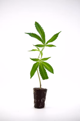 Cannabis zuhause anbauen – Das Handbuch