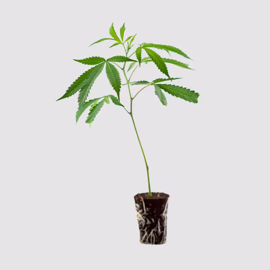 THC Steckling Shop