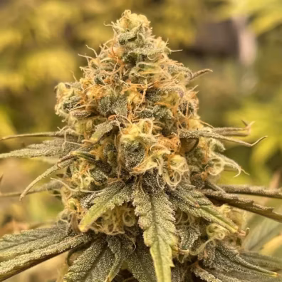 Cannabis Stecklinge kaufen