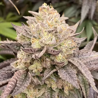 Cannabis THC Stecklinge kaufen