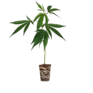 Girl Scout Steckling Cannabis THC kaufen