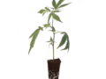 OG Kush Cannabis THC Stecklinge kaufen