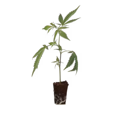 OG Kush Cannabis THC Stecklinge kaufen
